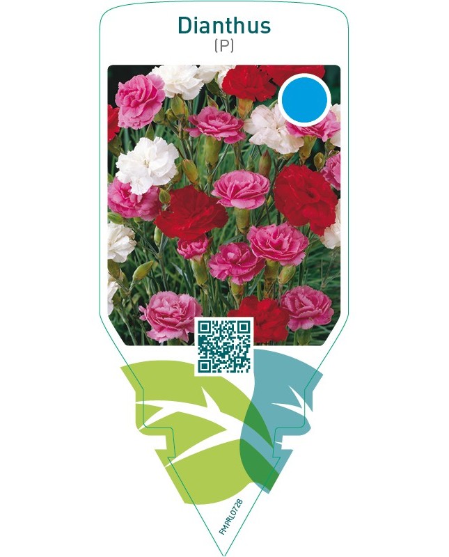 Dianthus (P)  mix