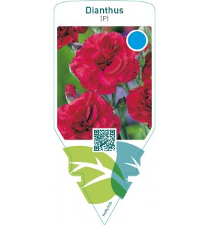 Dianthus (P)  red
