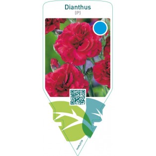 Dianthus (P)  red
