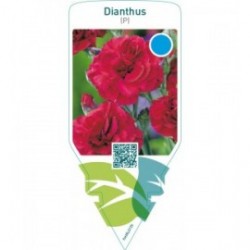 Dianthus (P)  red