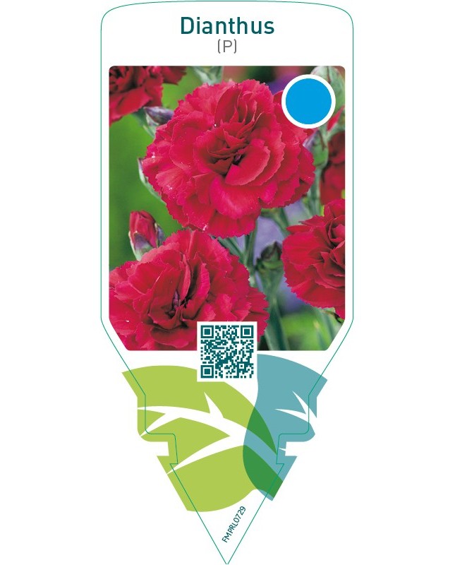 Dianthus (P)  red