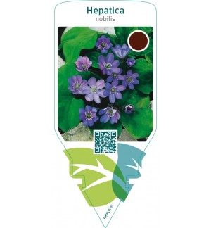 Hepatica nobilis