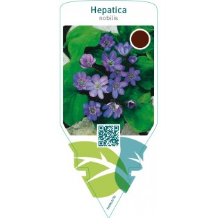 Hepatica nobilis