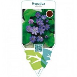 Hepatica nobilis
