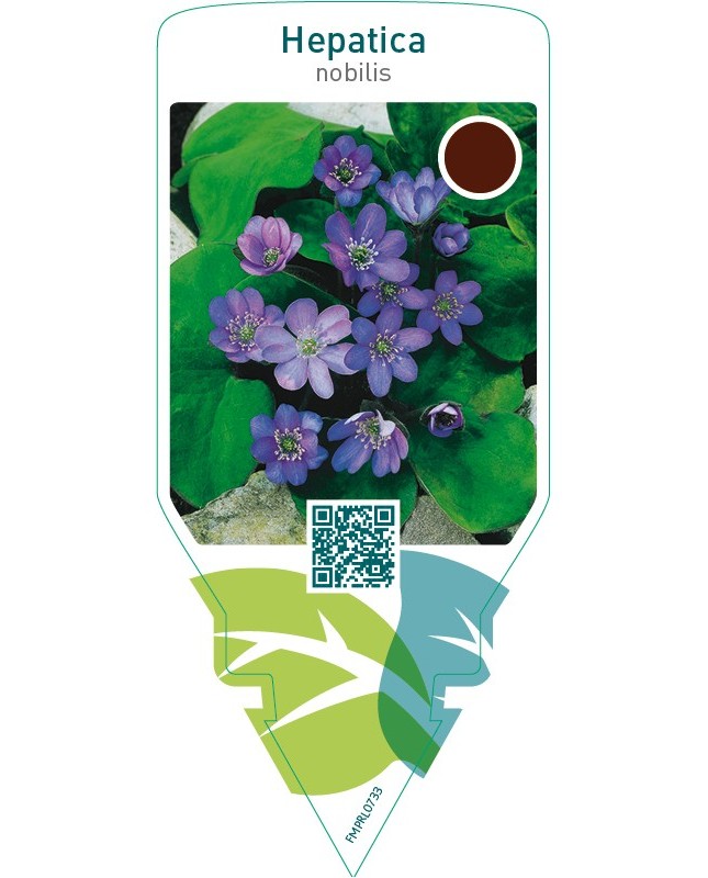 Hepatica nobilis