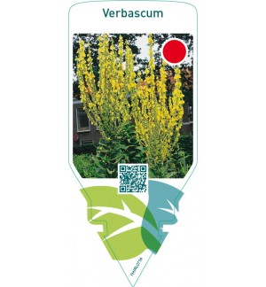 Verbascum  yellow