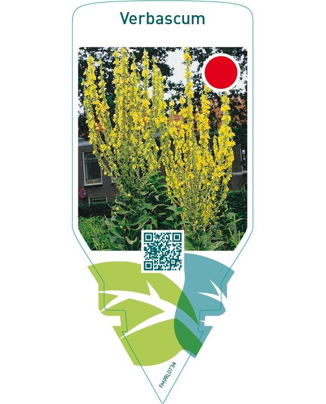 Verbascum  yellow