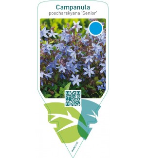 Campanula poscharskyana ‘Senior’