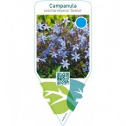 Campanula poscharskyana ‘Senior’