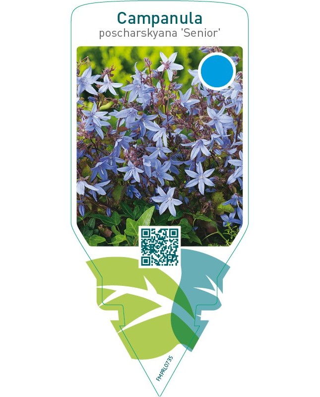 Campanula poscharskyana ‘Senior’