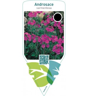 Androsace sarmentosa  pink