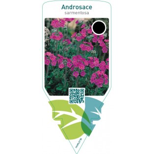 Androsace sarmentosa  pink