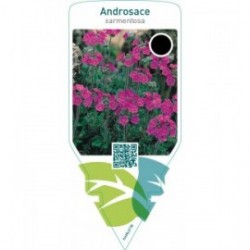 Androsace sarmentosa  pink
