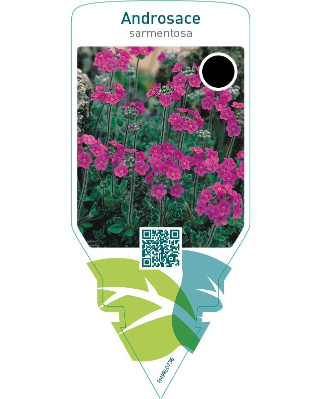 Androsace sarmentosa  pink