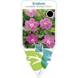 Erodium variabile ‘Bishop’s Form’