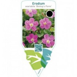 Erodium variabile ‘Bishop’s Form’