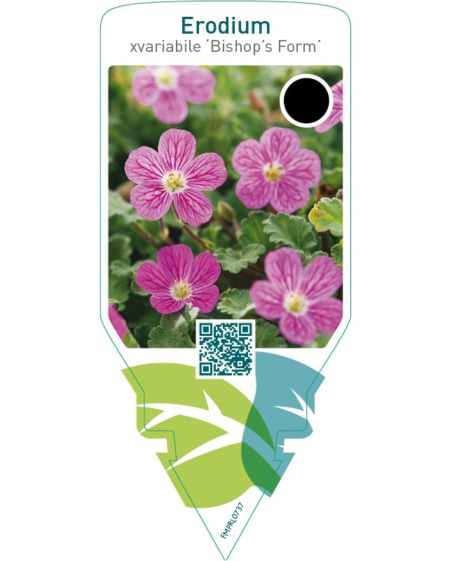 Erodium variabile ‘Bishop’s Form’