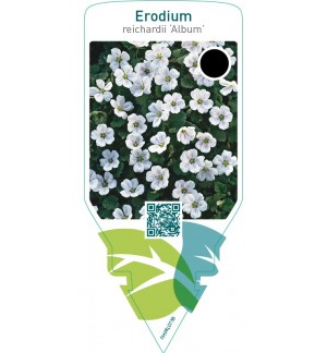 Erodium reichardii ‘Album’