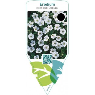 Erodium reichardii ‘Album’