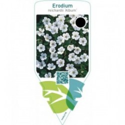 Erodium reichardii ‘Album’