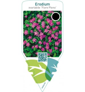 Erodium variabile ‘Flore Pleno’