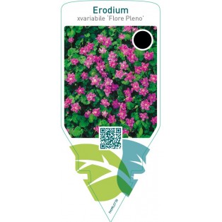 Erodium variabile ‘Flore Pleno’