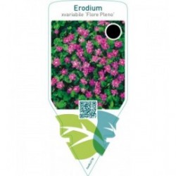 Erodium variabile ‘Flore Pleno’