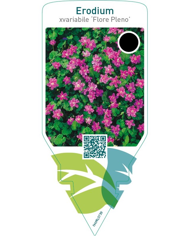Erodium variabile ‘Flore Pleno’