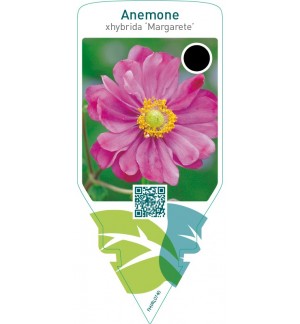 Anemone hybrida ‘Margarete’