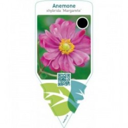 Anemone hybrida ‘Margarete’