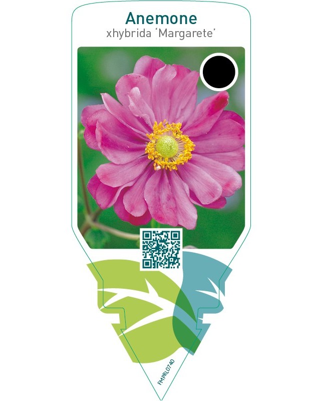 Anemone hybrida ‘Margarete’