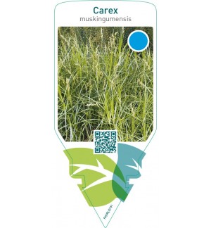 Carex muskingumensis