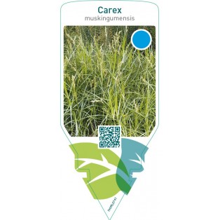 Carex muskingumensis