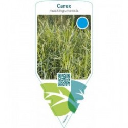 Carex muskingumensis