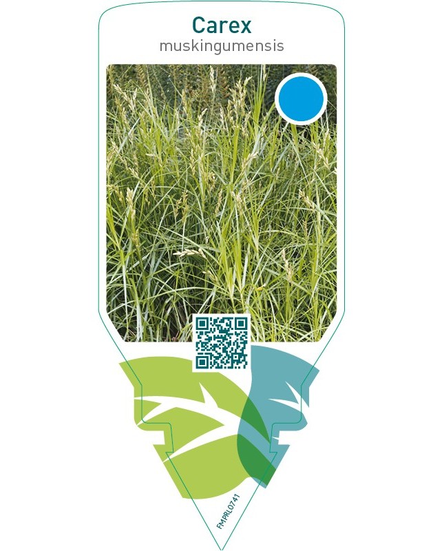 Carex muskingumensis