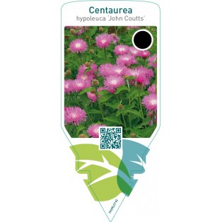 Centaurea hypoleuca ‘John Coutts’
