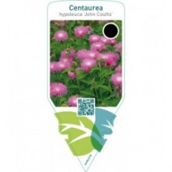 Centaurea hypoleuca ‘John Coutts’