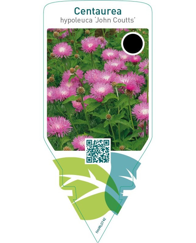 Centaurea hypoleuca ‘John Coutts’