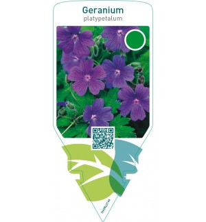 Geranium platypetalum
