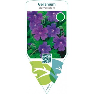 Geranium platypetalum