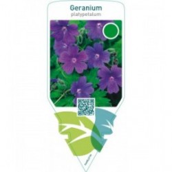 Geranium platypetalum