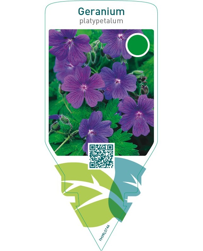 Geranium platypetalum