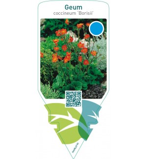 Geum coccineum ‘Borisii’