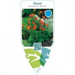 Geum coccineum ‘Borisii’
