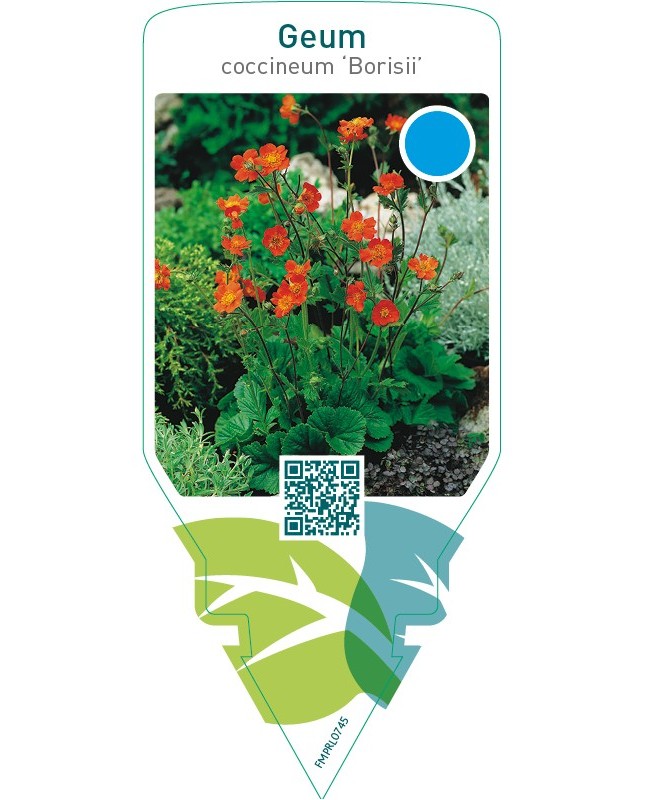 Geum coccineum ‘Borisii’