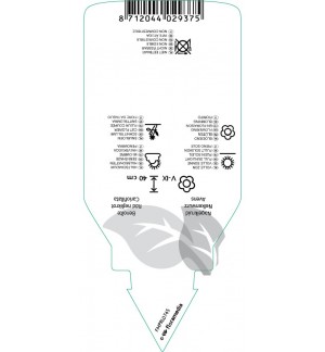 Etichette di Geum coccineum ‘Borisii’ *