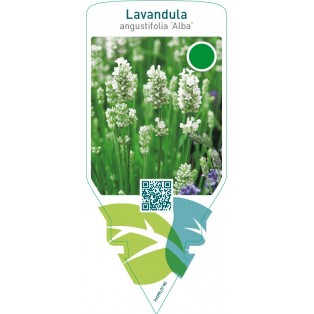 Lavandula angustifolia ‘Alba’
