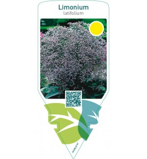 Limonium latifolium
