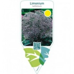 Limonium latifolium