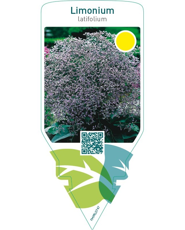 Limonium latifolium